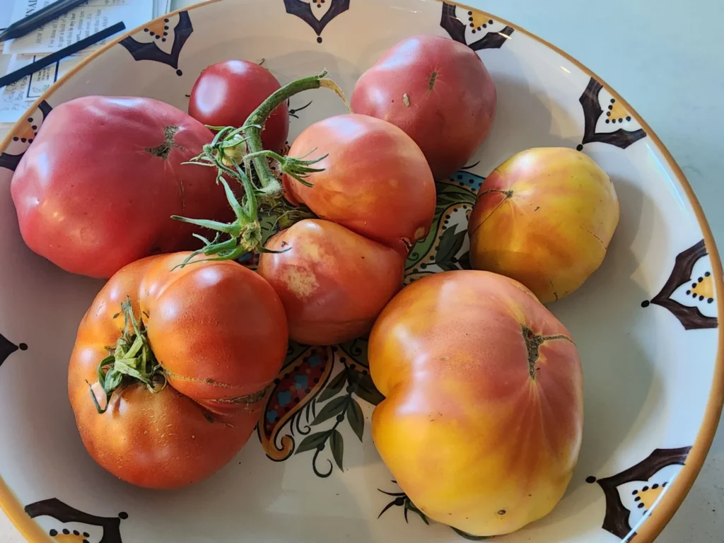homegrown tomatoes